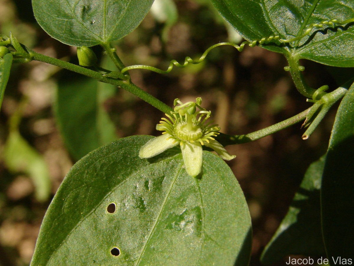 Passiflora suberosa L.